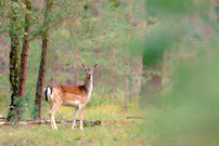 Ein Damtier steht im Walde …