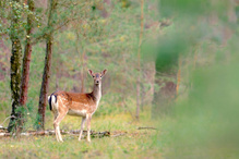 Ein Damtier steht im Walde …