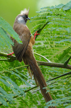 Mausi