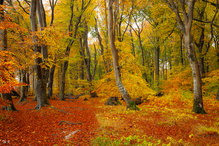 Herbst