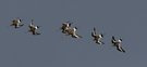 Starfighter