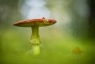 Fliegenpilz