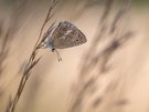 Weibchen des Zahnflügel-Bläulings