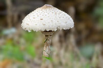 Parasol_groß