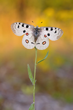 Parnassius