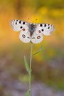 Parnassius