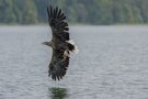 Seeadler mit Beute