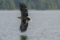 Seeadler mit Beute