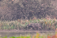 Wolfsrüde