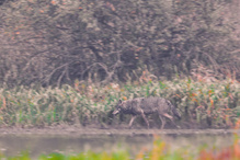 Wolfsrüde