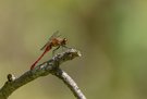 Butrote Heidelibelle