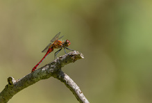 Butrote Heidelibelle