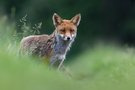 ein altes Fuchsbild