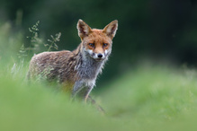 ein altes Fuchsbild