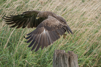 Schreiadler an der Feldberger Seenlandschaft