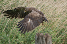 Schreiadler an der Feldberger Seenlandschaft