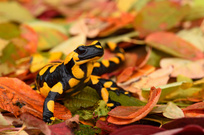 Feuersalamander