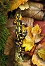 Feuersalamander im Herbstfeuer