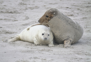 Leise rieselt der Sand