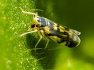 Die Goldblattzikade (Eupteryx aurata)