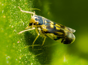 Die Goldblattzikade (Eupteryx aurata)
