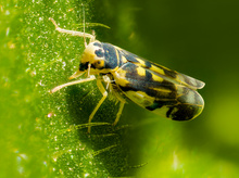 Die Goldblattzikade (Eupteryx aurata)