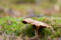 Pilz im Herbst