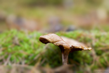 Pilz im Herbst