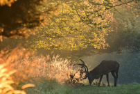 Herbstzeit....