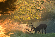Herbstzeit....