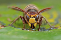 Die Wasserholerin