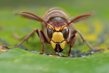 Die Wasserholerin