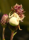 Die Veränderliche Krabbenspinne