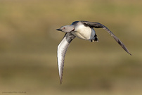 Sterntaucher