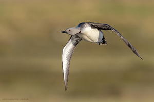 Sterntaucher