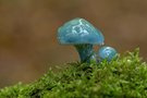Schlümpfe im Wald