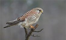 Turmfalke