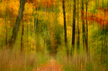 Wischefekt Herbstwald