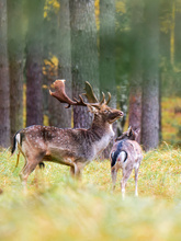 Damwildbrunft #2