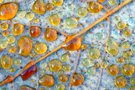 Tautropfenuniversum