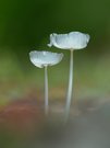 Hasenpfote ( Coprinopsis lagopus )