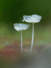 Hasenpfote ( Coprinopsis lagopus )
