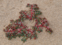 Meerstrand Wolfsmilch