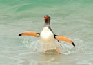 Gentoo Landfall