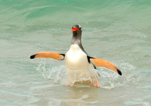 Gentoo Landfall
