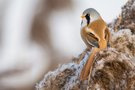 Bartmeisenmann in den Schilffedern  ( Blütenrispen )
