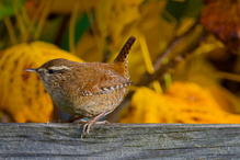 Zaunkönig mit Herbstfarben