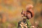 Noch was herbstliches