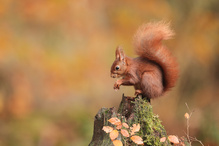 Noch was herbstliches