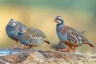 Rothuhn-Familie